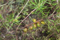 Persoonia virgata