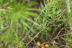 Persoonia virgata