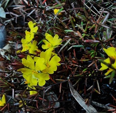 Hibbertia pustulata
