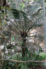 Cyathea