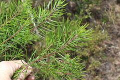 Persoonia virgata