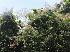 Spatholobus parviflorus