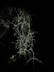 Rhipsalis floccosa