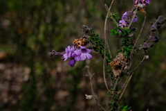 Prostanthera