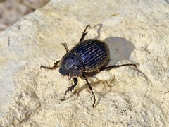 Phyllophaga cribrosa