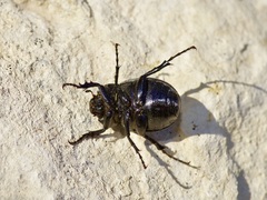 Phyllophaga cribrosa