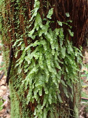 Symphyogyna subsimplex