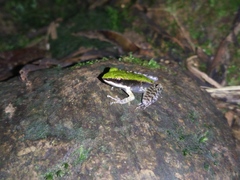 Odorrana hosii
