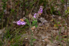 Prostanthera