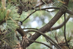 Poecile sclateri