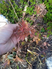 Anemonastrum biarmiense