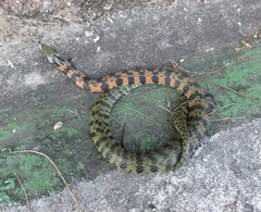 Rhabdophis tigrinus