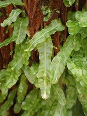Symphyogyna subsimplex