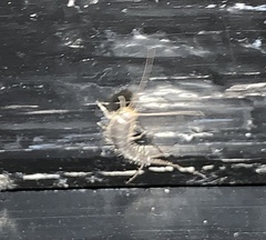 Ctenolepisma longicaudatum
