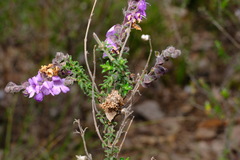 Prostanthera