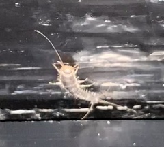 Ctenolepisma longicaudatum