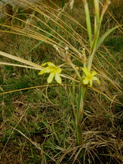 Moraea pallida
