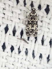 Scoparia exhibitalis