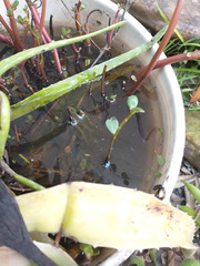 Lithobates brownorum
