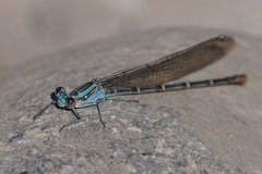Argia lugens