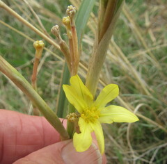 Moraea pallida