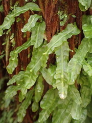 Symphyogyna subsimplex