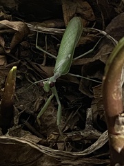 Sphodromantis viridis