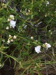 Prostanthera striatiflora