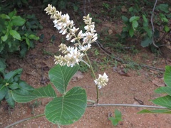 Spatholobus parviflorus