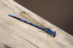 Argia tarascana