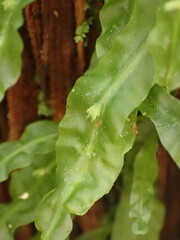 Symphyogyna subsimplex