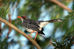 Turdus plumbeus