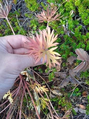 Anemonastrum biarmiense