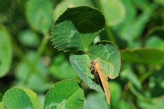 Sitochroa verticalis