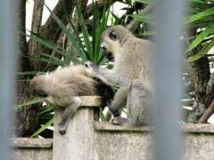 Chlorocebus pygerythrus pygerythrus