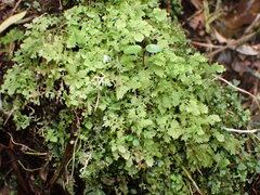 Trichocolea mollissima