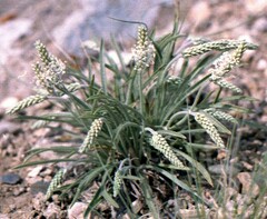 Plantago krascheninnikovii