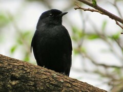 Melaenornis pammelaina ater