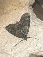 Chloroclysta siterata