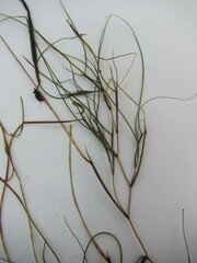 Potamogetonaceae