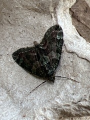 Chloroclysta siterata