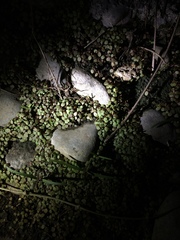 Persicaria hydropiper