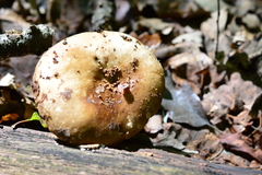 Russula adusta