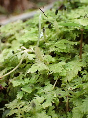 Trichocolea mollissima
