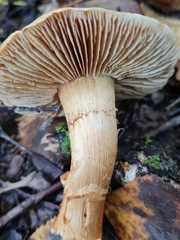 Cortinarius triumphans
