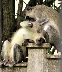 Chlorocebus pygerythrus pygerythrus