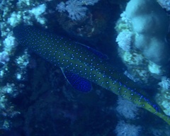 Cephalopholis argus