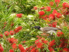 Philemon corniculatus