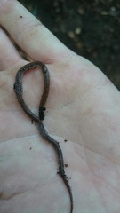 Aparallactus capensis capensis