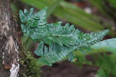 Davallia repens